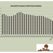 Historical and Projected January 1 Beef Cow Numbers, US.  Sources: USDA-NASS and UGA.