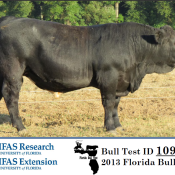 L & L Cattle Company, Marianna, consigned the top performing bull in the 2013 Florida Bull Test. Their Simmental bull, LLCC Big Jake Z211, gained 5.31 pounds per day on the 112 day test.