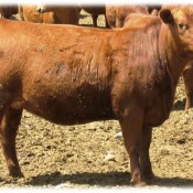 Red Angus Heifer