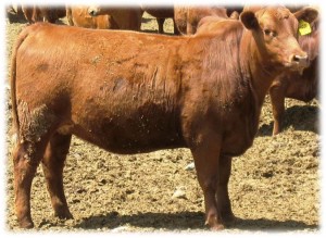 Red Angus Heifer