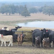 Hay Feeding