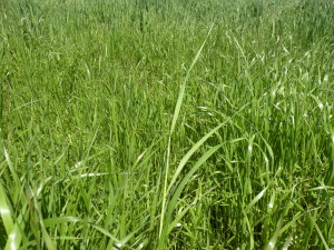 Ryegrass