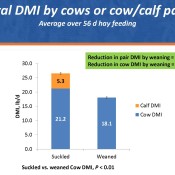 Hay-intake-by-cows-Fig-1