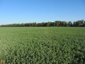 Alfalfa production in North Florida