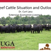 Beef cattle outlook Feb 2015