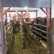 K&D Feedlot double alley