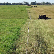 Researchers at Auburn University have conducted research trials feeding cow-calf pairs and stocker calves on stockpiled Tifton 85 Bermudagrass at the Wiregrass Research and Education Center in Headland, Alabama.  This photo was taken on December 9, 2015 before the temporary electric fenced was moved over to allow access to fresh grazing.  Notice that the heifers are mainly grazing on the tender, high quality leaves and leaving the course stems that are much higher in fiber.  Photo credit:  Doug Mayo