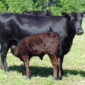 Angus Pair