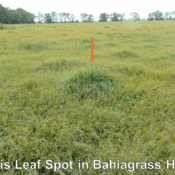 Pensacola bahiagrass hayfield that was yellow and stunted at the end of June near Marianna, FL. The orange arrows point out green clumps of grass where the fire ant mounds were located. Photo credit: Doug Mayo
