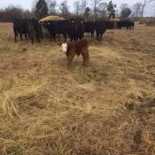 Hay Feeding