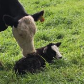 Cow-Calf Pair